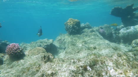 Korallenriffbewohner-Im-Roten-Meer