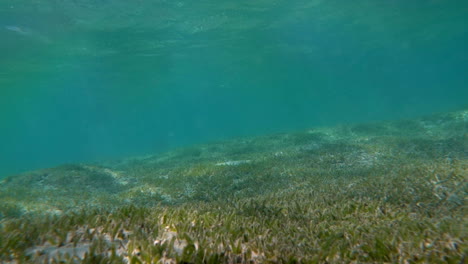 Sea-Bottom-with-Water-Grass