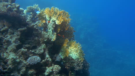 Unterwasserwelt-Und-Korallenriffbewohner