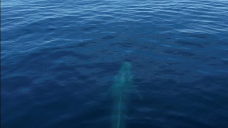 Ein-Blauwal-Steigt-Vor-Einer-Aufgeregten-Walbeobachtungstour-In-Dana-Point-An-Die-Oberfläche