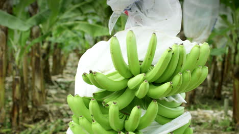 Plano-General-De-Plantación-De-Banano-Para-Exportación-E-Importación.