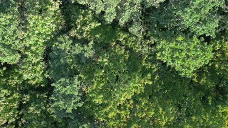 Treetops-Of-Dense-Green-Forest---aerial-orbit