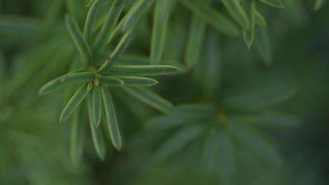 Close-up-slow-motion-view-of-green-plant,-soft-focus
