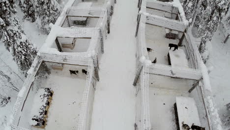 Aerial-view-of-dogs-in-cages-on-winter-day