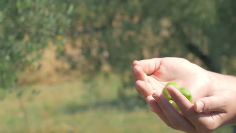 Anbau-Grüner-Oliven