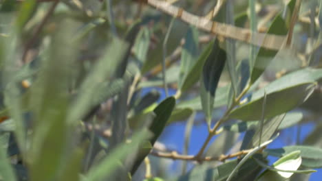 Oliven-Vom-Baum-Pflücken