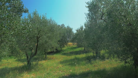 Hileras-De-árboles-En-El-Jardín-De-Aceite