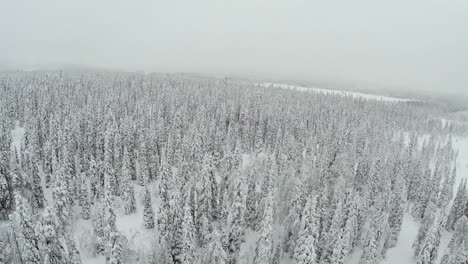 Winterwald-Mit-Frostigen-Bäumen-Aus-Der-Luft