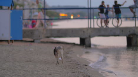 Schmutziger-Obdachloser-Streunender-Hund-Am-Strand