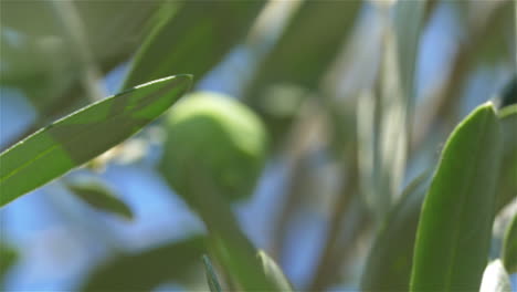 Eine-Grüne-Olive-Pflücken