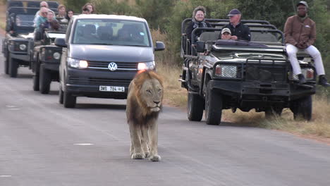 Safarifahrzeuge-Folgen-Löwen-Im-Timbavati-Wildreservat-In-Südafrika