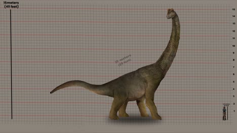 Human-And-Brachiosaurus-Showing-Its-Height-and-Length---Sauropod-Dinosaur-during-the-Late-Jurassic