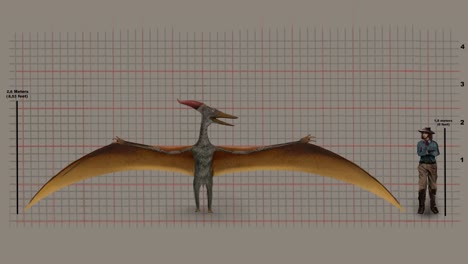 Altura-Del-Pteranodon-Comparada-Con-La-Altura-Del-Hombre-Contra-La-Cuadrícula