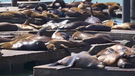 Robbenlöwen-übernehmen-Schwimmdocks-Zum-Schlafen-Am-Pier-39-In-San-Francisco,-Kalifornien