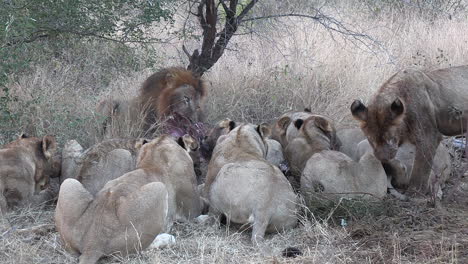 Lions-lie-together-on-grass-and-feed-on-kill-in-South-Africa,-static