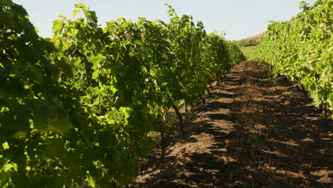 Beautiful-vineyard-in-warm-autumn-sun-light