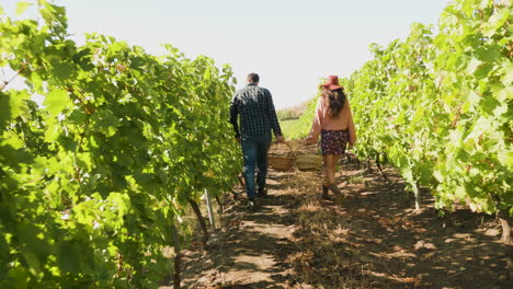 Man-and-woman-carrying-two-baskets-with-grapes