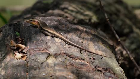 Facing-to-the-left-and-suddenly-moves-its-head-ready-to-go-away,-Common-Sun-Skink-Eutropis-multifasciata,-Thailand