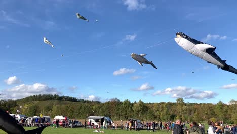 Wale-kite,-maritime-animals-and-many-other-kites-flying-at-Kite-festival-at-the-airport-in-Löchgau-in-2023