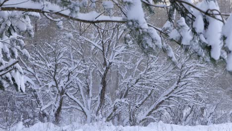 Bäume-Mit-Schnee-Bedeckt