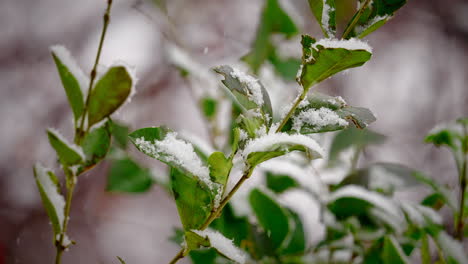 Snow-Falling-On-Leaves-Of-Plant-In-Winter---Snowy-Leaves