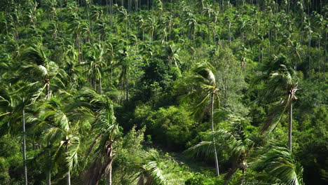 Tropical-lush-of-Koh-Samui,-Thailand.-palms-trees