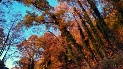 Ein-Niedriger-Blickwinkel-Auf-Eine-Ruhige-Landstraße-Mit-Bunten-Bäumen-Im-Herbst-An-Einem-Sonnigen-Morgen