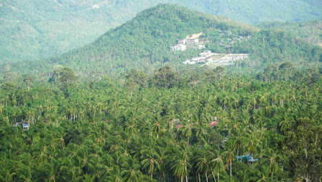 Bosque-Tropical-Verde-Y-Vibrante-Con-Edificios-En-El-Horizonte