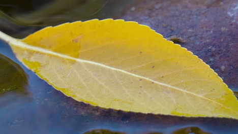 Gelbes-Herbstblatt-Schwimmt-Im-Klaren,-Frischen-See