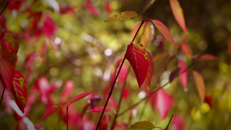 Arbusto-Con-Follaje-De-Otoño-Rojo-En-Un-Día-Soleado