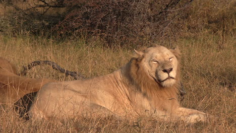 Zoom-out-from-a-gorgeous-white-lion-and-his-brother-resting-to-reveal-a-safari-vehicle-passing-behind-them