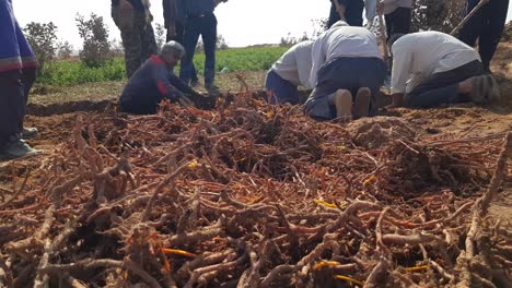 Bauern-Kultivieren-Rubia,-Erntezeit-Der-Landwirtschaft-Im-Iran,-Yazd-Wüste,-Salzboden-Für-Pflanzen,-Pulverfarbe-Zum-Färben-Von-Perserteppichen,-Teppichen-Im-Iran,-Traditioneller-Markt-Für-Lebenskompetenzen,-Färben-Von-Wolle-Und-Baumwolle