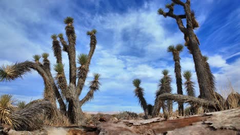 Árboles-De-Joshua-En-El-Desierto-De-Mojave---Lapso-De-Tiempo-De-Paisaje-De-Nubes-De-Movimiento-Panorámico