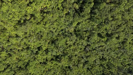 Drone-Shot-Tracking-Backwards-over-Tropical-Jungle-in-the-Philippines