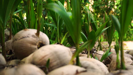 Palmen-Sprießen-Aus-Kokosnüssen