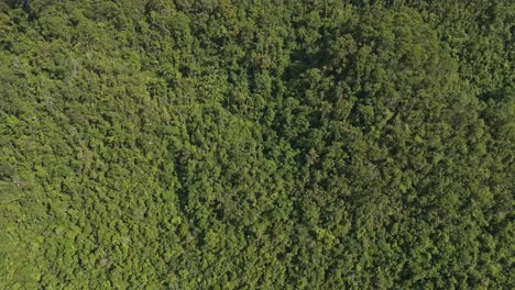 Luftaufnahme-Des-Dichten-Tropischen-Waldes-Und-Der-Hügel-Auf-Den-Philippinen