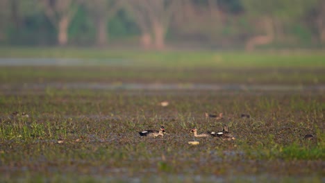 Indian-Spot-billed-Ducks-in-wetland-Beautiful-vegetation-in-wetland