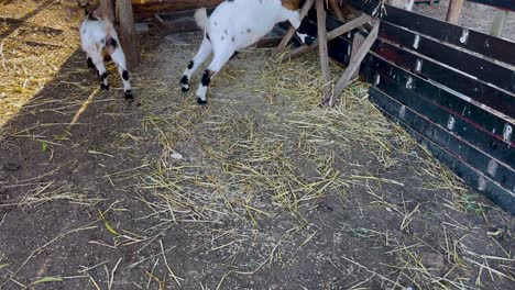 In-a-closed-farming-stable,-goats-peacefully-roam,-embodying-the-concept-of-domesticated-animals