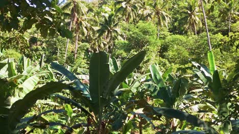 Wunderschöne-Dichte-Tropische-Dschungelaufnahme,-Die-Sich-Durch-üppige-Palmenblätter-Auf-Den-Philippinen-Bewegt