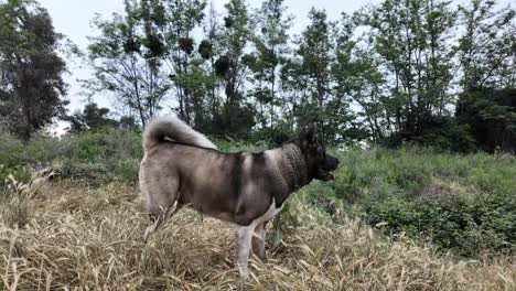 Beautiful-white,-brown-and-black-adult-Akita-dog-breed-outside-grass-field-stand-still-then-wiggle-tail