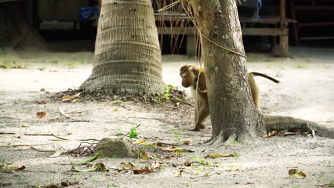 Monkey-tied-to-tree-and-walking-impatiently,-Koh-Samui,-Thailand
