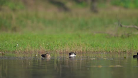 Eurasian-wigeon-and-Knob-Billed-Duck-Swimming-in-Water