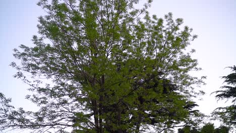 Jacaranda-Tree-With-Lush-Green-Leaves.-tilt-up-shot