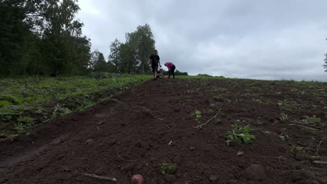 Digging-potatoes-by-hand-on-a-field-of-a-potato-farm