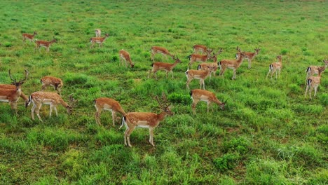 Herd-of-deers-on-the-green-Meadow-near-the-green-Forest
