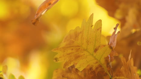 Lebendiges-Herbstblatt-Im-Fokus-Mit-Goldenem-Blatthintergrund