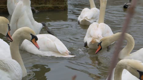 Cerca-De-Cisnes-Blancos-Alimentándose-De-Agua-En-El-Frío-Reino-Unido