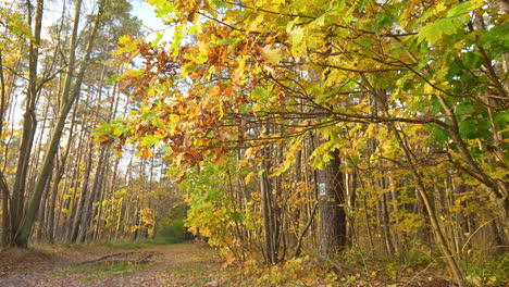 Waldweg,-Gesäumt-Von-Bäumen,-Deren-Blätter-Das-Gesamte-Spektrum-Der-Herbstfarben-Zeigen