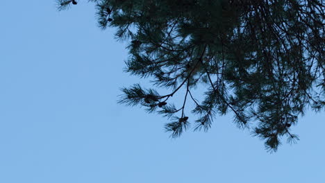 Pine-branches-against-a-clear-blue-sky,-showcasing-the-evergreen's-resilience-among-seasonal-change