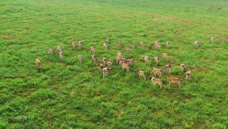 Herd-of-deers-on-the-green-Meadow